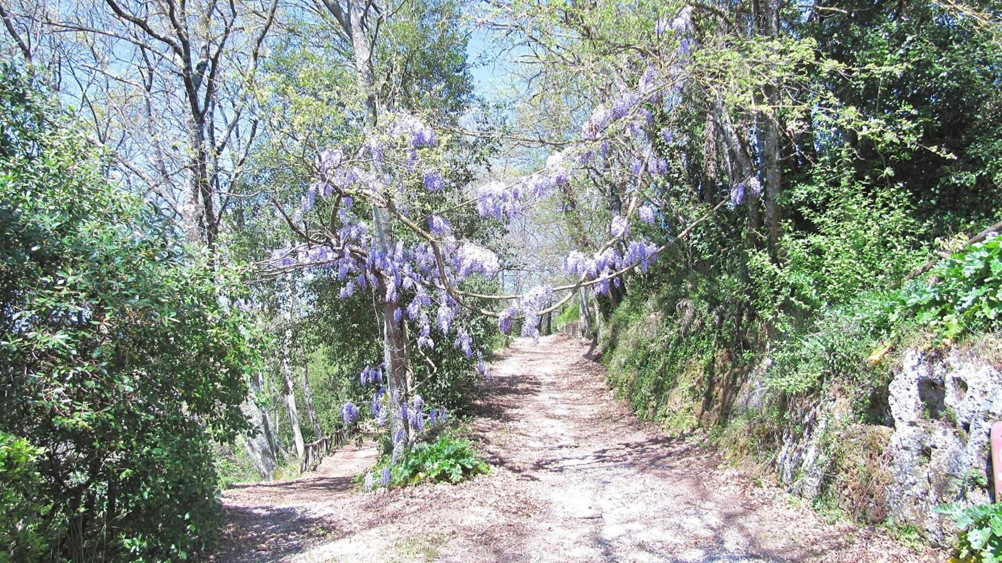 Vila Montecasciano Primula Capranica Exteriér fotografie